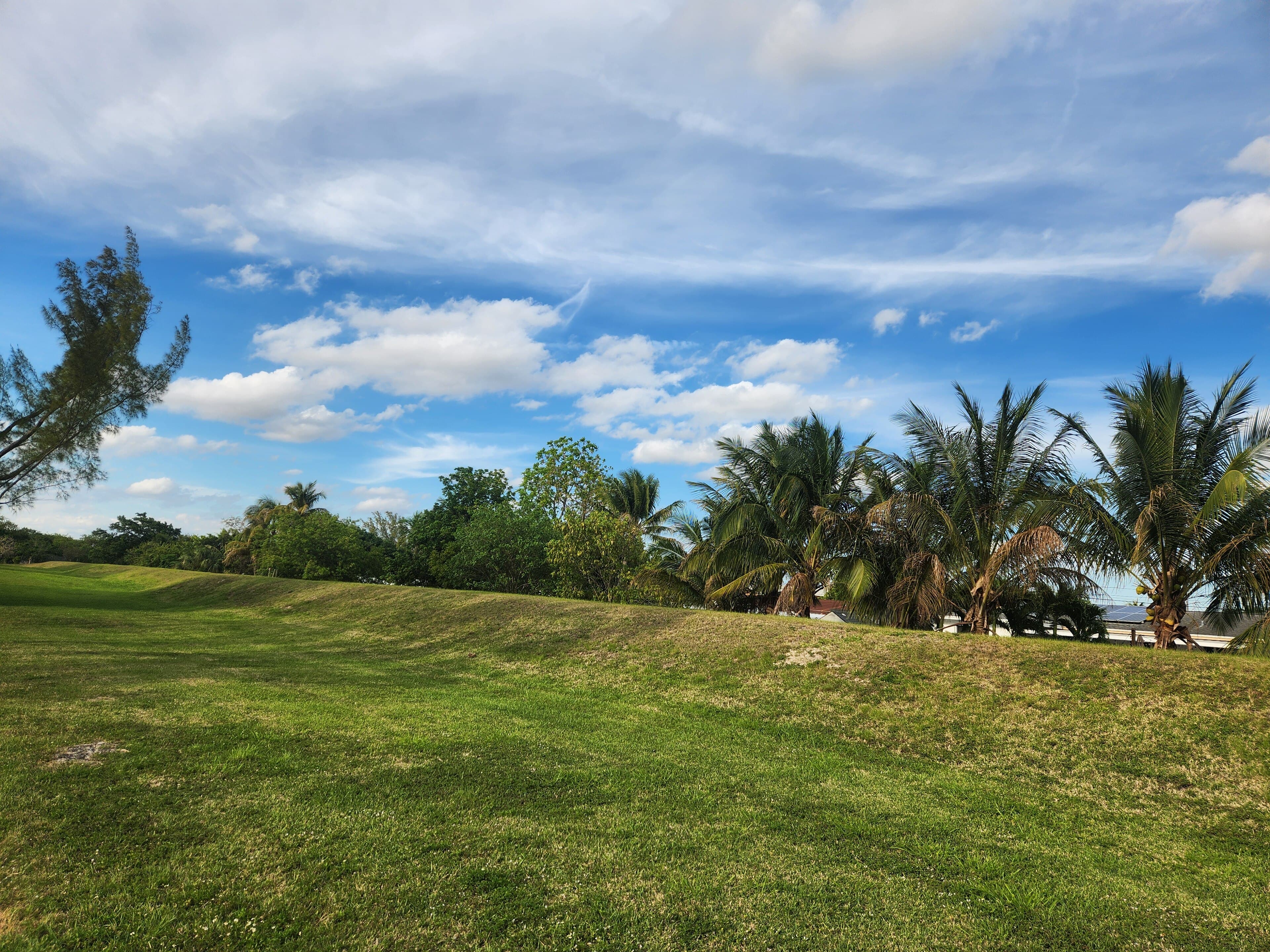 A grassy strip of the former railway corridor lined with palm trees under a blue sky, the future path of the Ludlam Trail