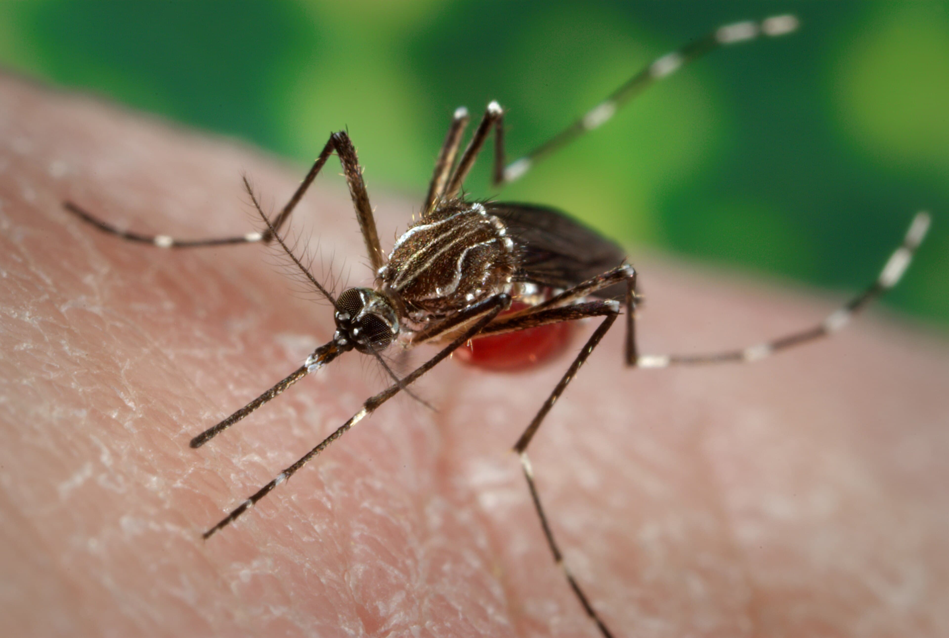 Close-up of a black-and-white striped Aedes aegypti mosquito biting human skin